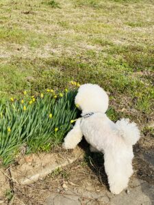 愛犬と共に体験した健康の森の魅力